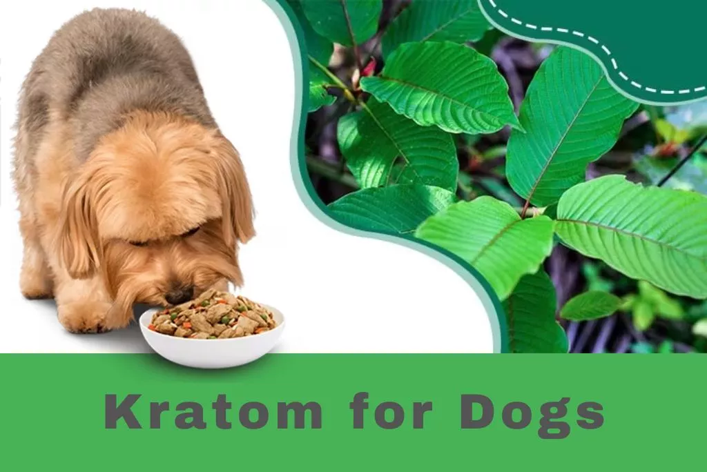 openalltime-is kratom safe for dogs